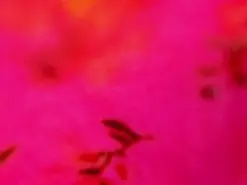 Amateur Live Sex of KikyoAndDrey