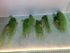 Amateur Sex Chat of Lana_lann