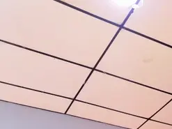 Amateur Live Sex Cam of Jasmineblush