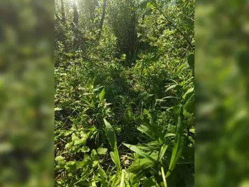 Bongacams Free Porn Cam of Hotpepper-Sweetpepper