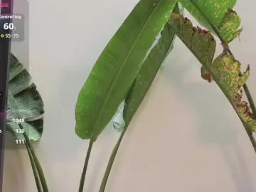 Bongacams Adult Video Chat of came-a-lot