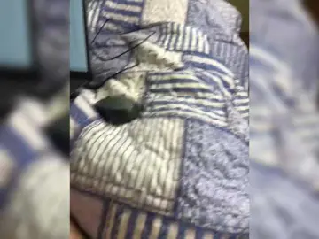 Bongacams Nude Webcam of AngelEl13