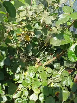 Cam4 Free Live Porn of Benjabigdick