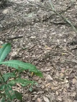 Cam4 Sex Cam of Batetoro