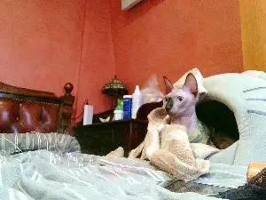 Cam4 Adult Video Chat of _Kamax69