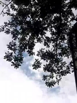 Cam4 Private Sex Chat of Anjollindo