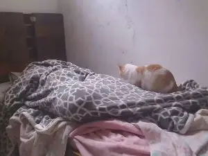 Cam4 Free Live Porn of privlysamami