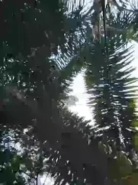 Cam4 Free Live Porn of Sexylatinogay