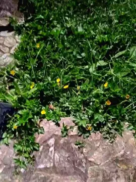 Cam4 Free Live Porn of Sexylatinogay