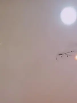 Cam4 Adult Webcams of Lindafox99