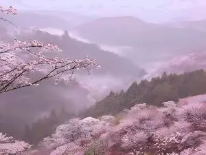 Cam4 Watch Live Sex Cams of EbonieSangi