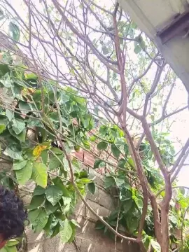 Cam4 Nude Webcam of hotboy1955