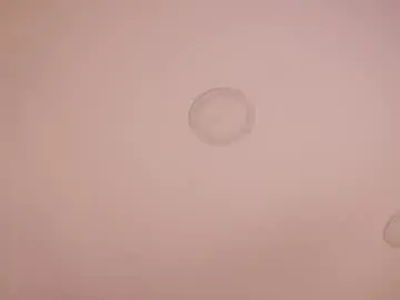 Chaturbate Free Live Porn of abby_me