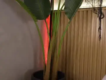 Chaturbate Best live sex cam show of lana_lann