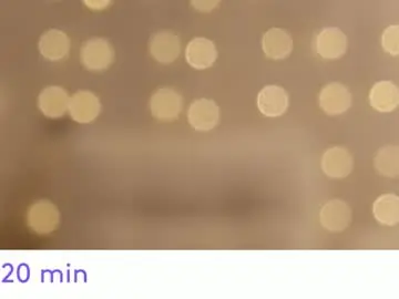 Chaturbate Live Porn of jeniferji