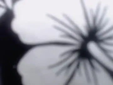 Chaturbate Free Porn Cam of drake_brown_23