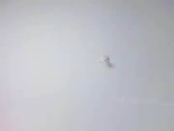 Chaturbate Best Webcam of alicerosee___