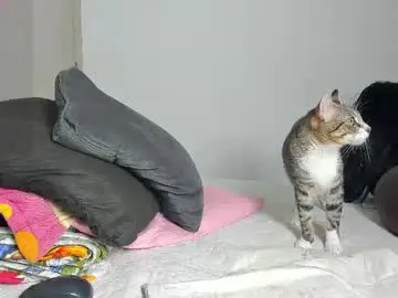 Chaturbate Private Sex Chat of caroline_tovar_