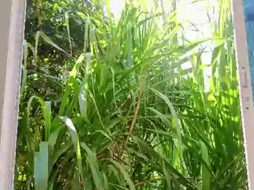Chaturbate Adult Video Chat of marco_striker