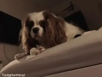 Chaturbate Adult Webcams of tootightwithbra