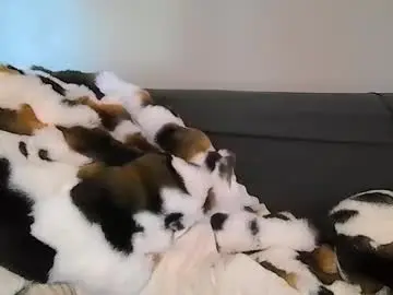 Chaturbate Free Live Porn of alliebearx