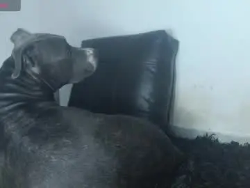 Chaturbate Adult Webcams of tommy_c0rtez