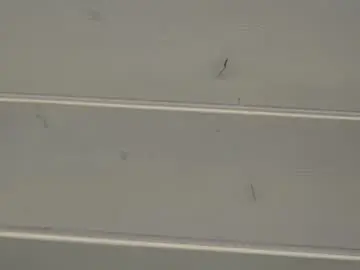 Chaturbate Sex Cam of yeepshyy
