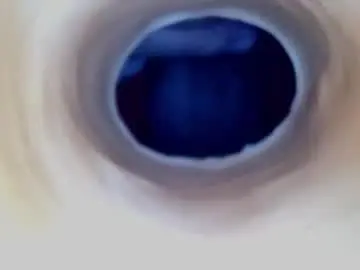 Chaturbate Adult Webcam of paulainoscente