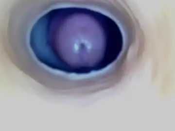 Chaturbate Sex Chat of paulainoscente