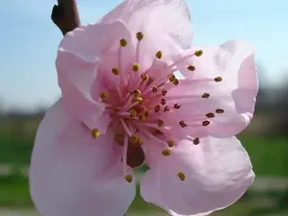 Streamate Sex Chat of Sognox