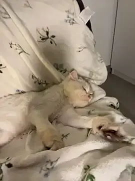 Stripchat Adult Webcams of Ella_Charm