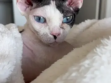 Stripchat Watch Live Sex Cams of Graciemae_baexx