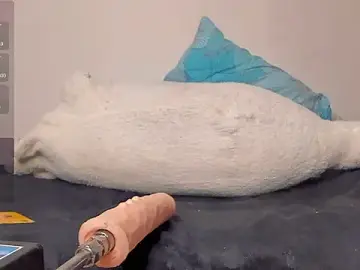 Stripchat Watch Live Sex Cams of NeilRogers