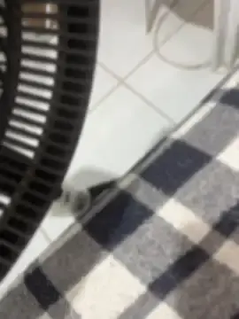 Stripchat Adult Webcams of boysquirt